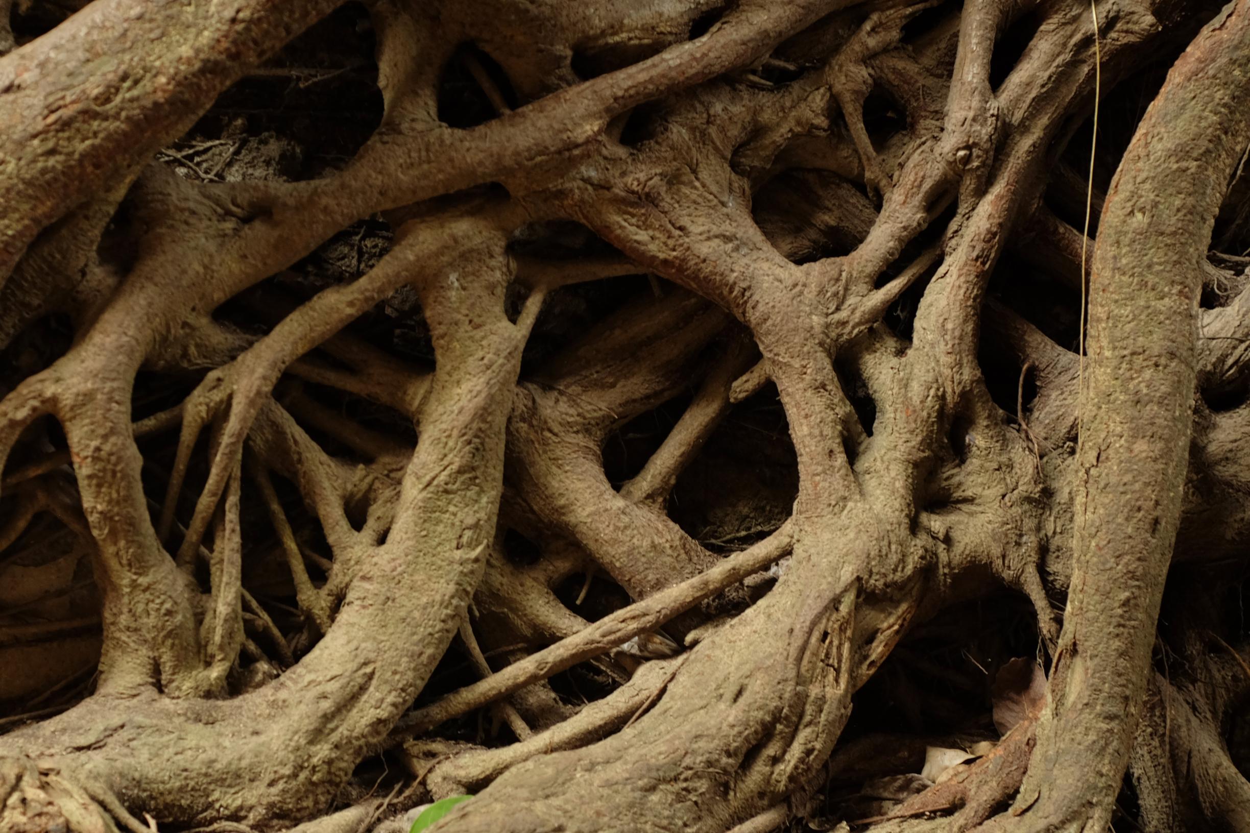 shutterstock_2611828757 (1)