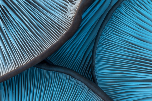 Oyster,Mushroom,Hats,,Pleurotus,Ostreatus,,With,Slats,In,Shades,Of